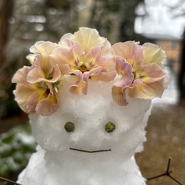 mameshibaさんの部屋