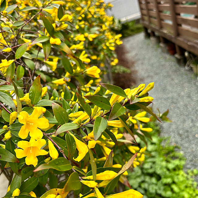 portulacaさんの実例写真