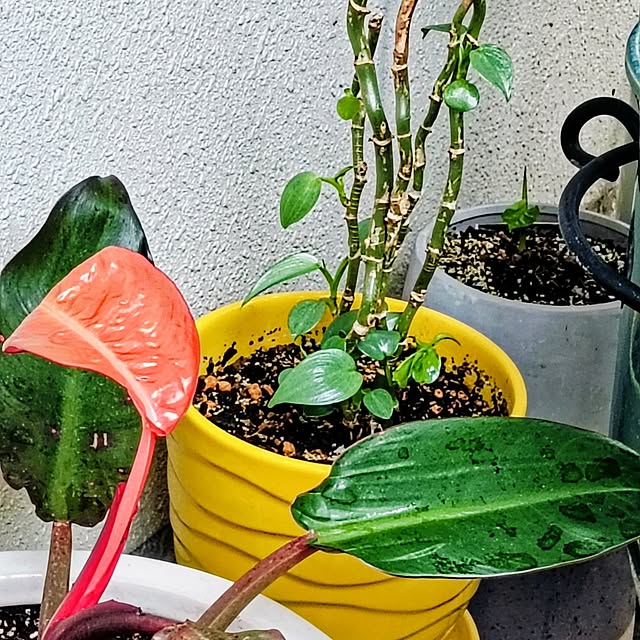hanachanさんの部屋