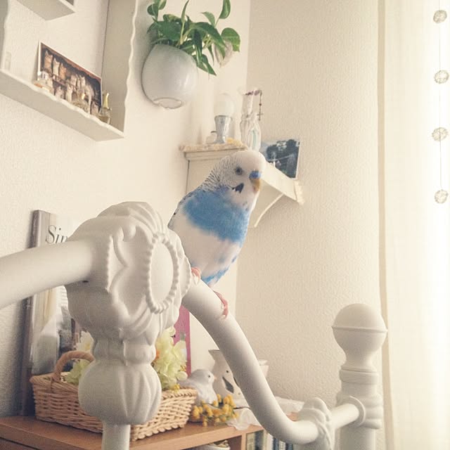 eringoさんの実例写真