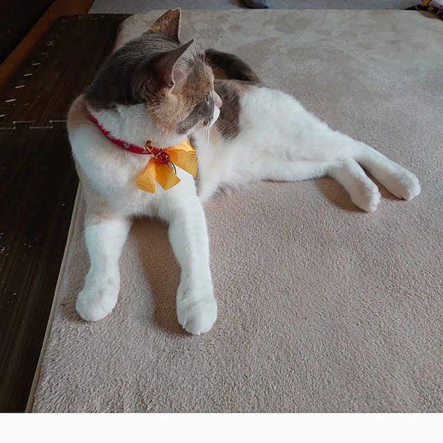 fukuさんの実例写真