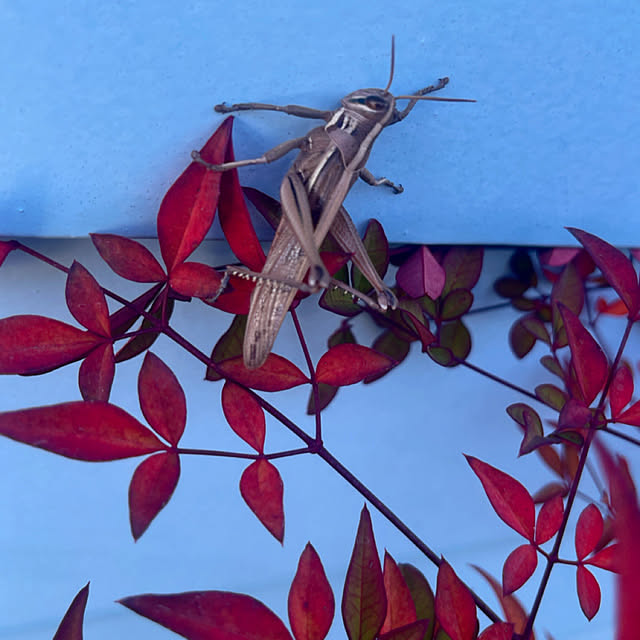 Ohigeさんのお部屋の写真