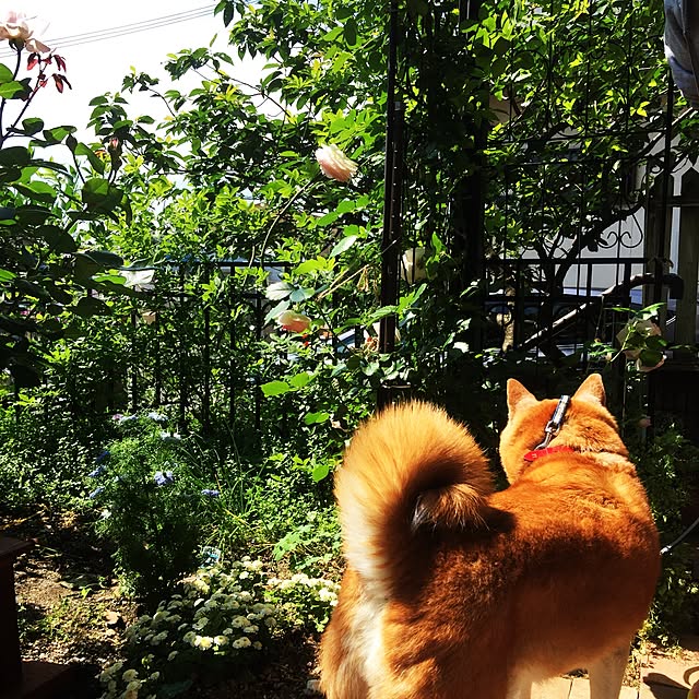 kaboさんの実例写真