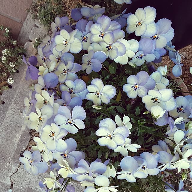arichanさんの部屋
