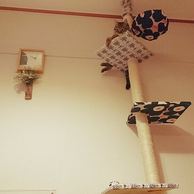 umecchuさんの実例写真