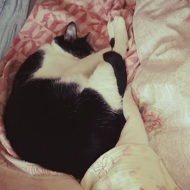oliveさんの実例写真