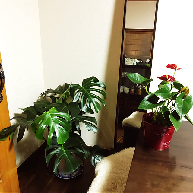 キッチン/観葉植物のインテリア実例 - 2018-06-27 00:08:44