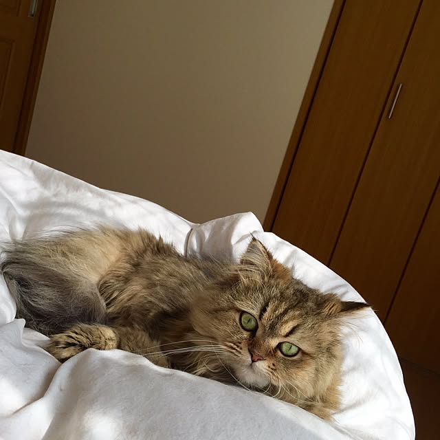 butachanさんの実例写真