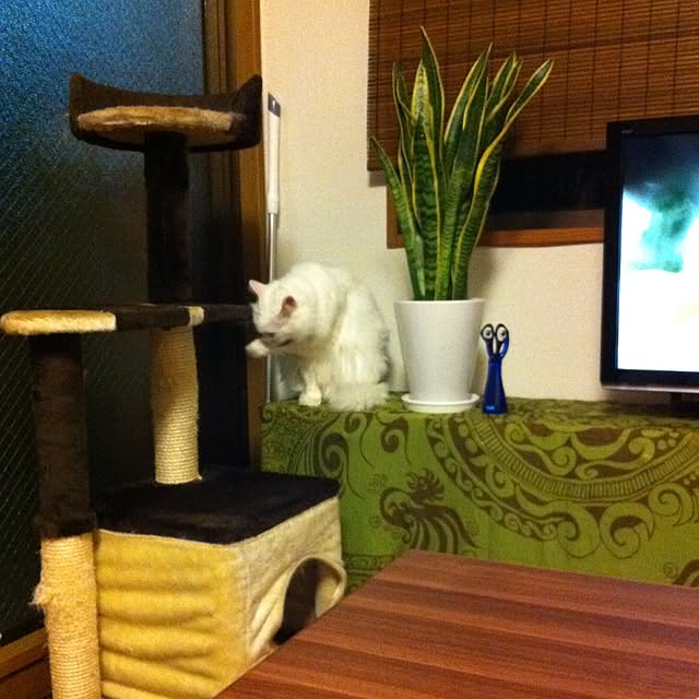 yuriireeenさんの実例写真