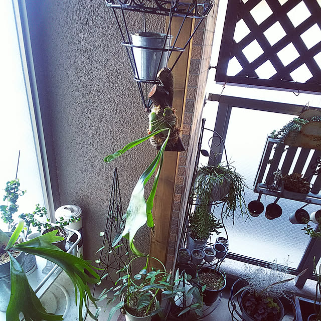n0516さんの実例写真