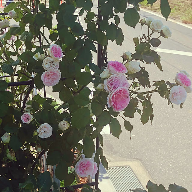 tomoさんの実例写真