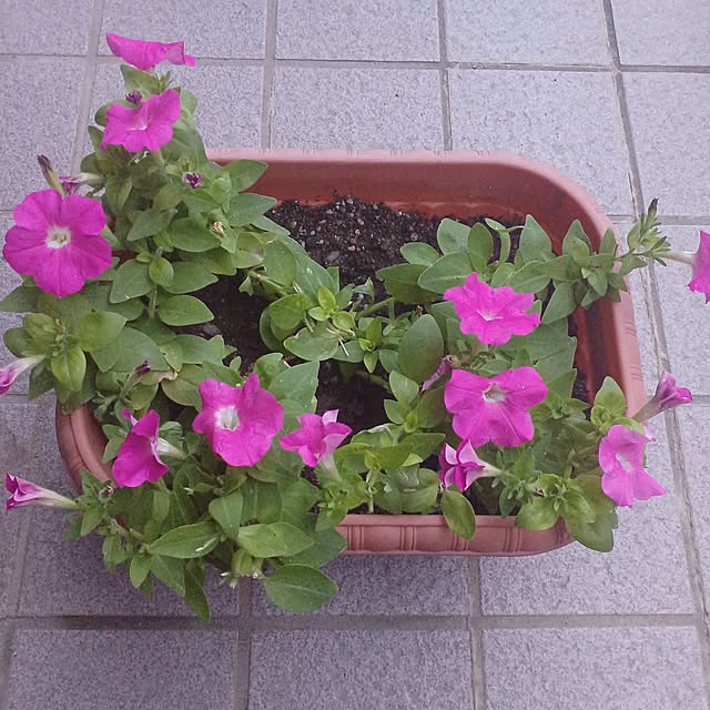 tuushiさんの実例写真