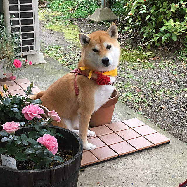 kyukoさんの実例写真
