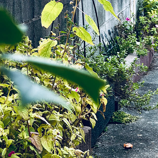 chacoさんの実例写真