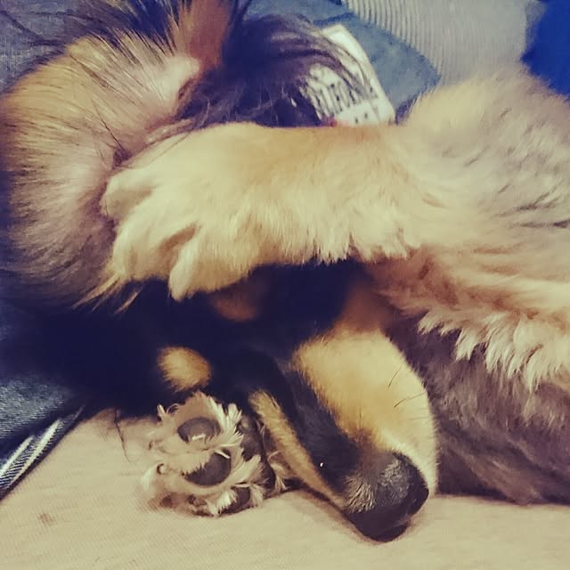 cocosorasakuさんの実例写真