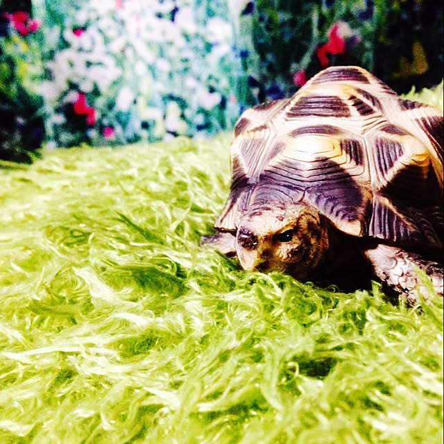hono.さんの実例写真