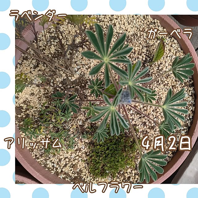 mi-saさんの部屋