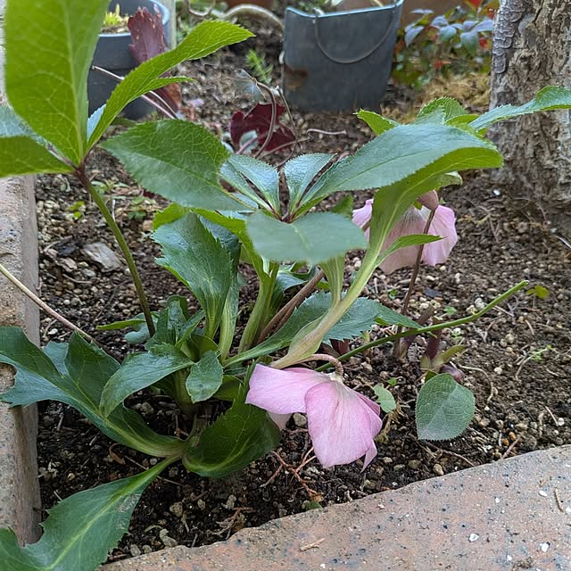 mori_6_12さんの実例写真