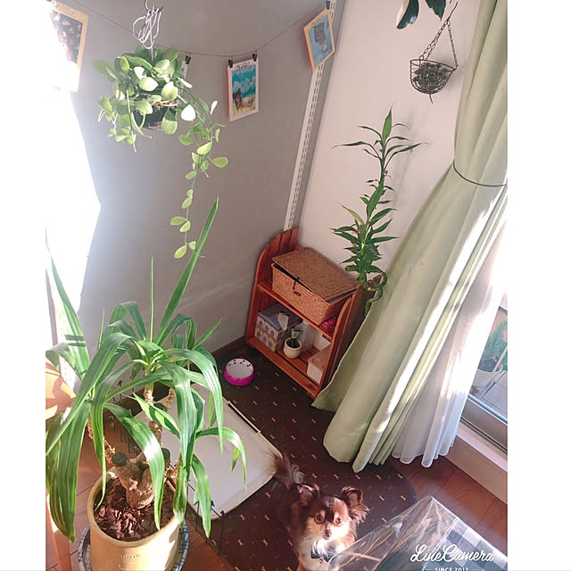 arinkoさんの実例写真