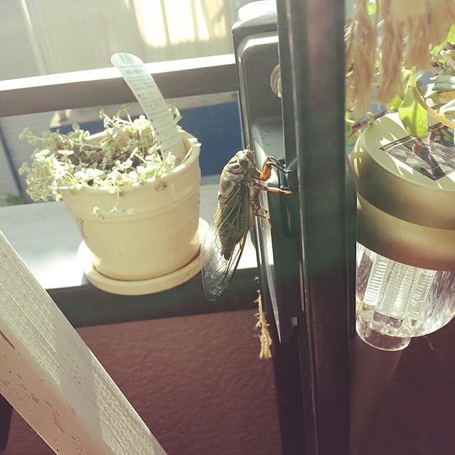 Naomiさんの実例写真