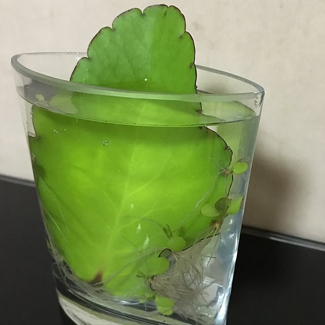 kasumiさんの実例写真