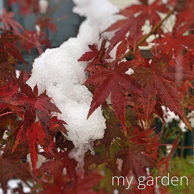 misaさんの実例写真
