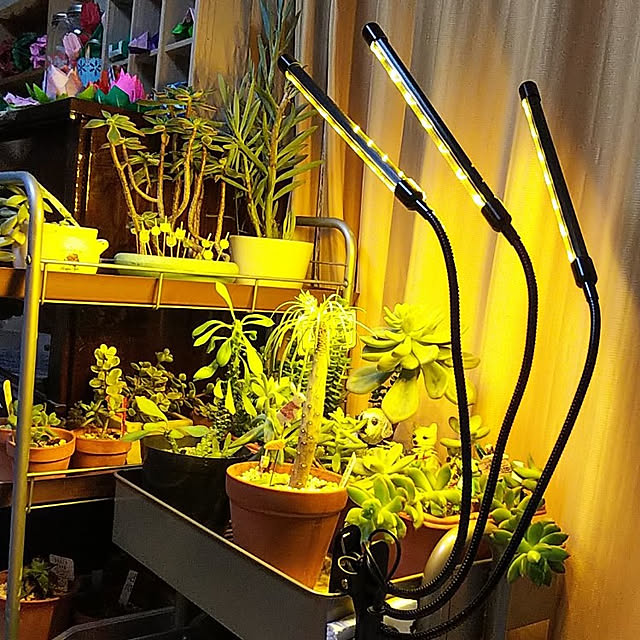 ダクトレール付 植物棚 塊根植物 多肉植物 ボタニカルシェルフ ダクトレール付 植物棚 塊根植物 多肉植物 ボタニカルシェルフ