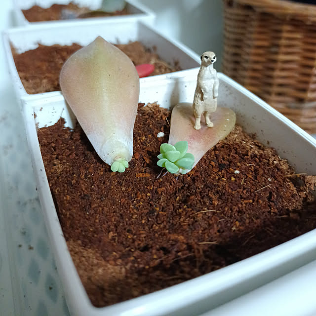 多肉植物 パープルディライトのおすすめ商品とおしゃれな実例 多肉植物 パープルディライトのおすすめ商品とおしゃれな実例
