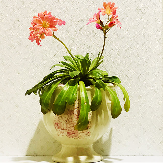 fuyiqian1026さんの実例写真