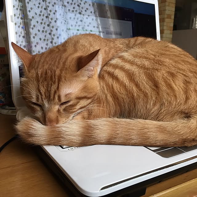 baronkotarouさんの実例写真