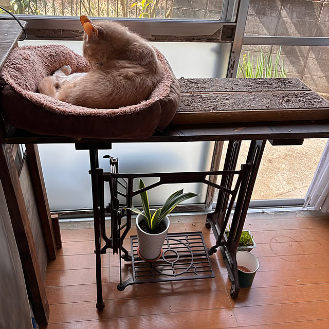 mikan161さんの実例写真