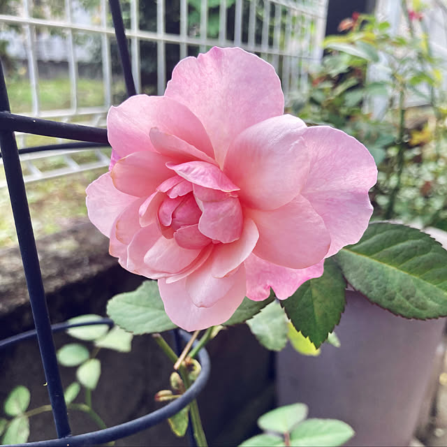 CoCo0617さんの実例写真