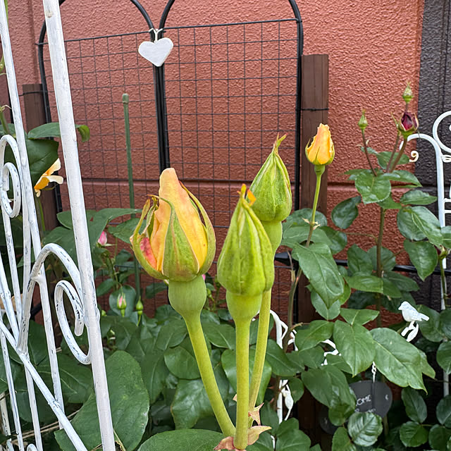 RoseLife5818さんの部屋