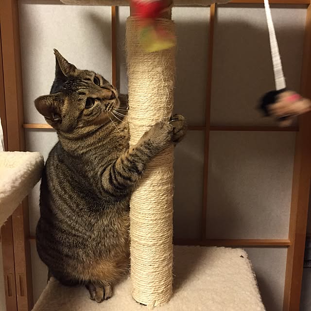 kijitoraさんの実例写真