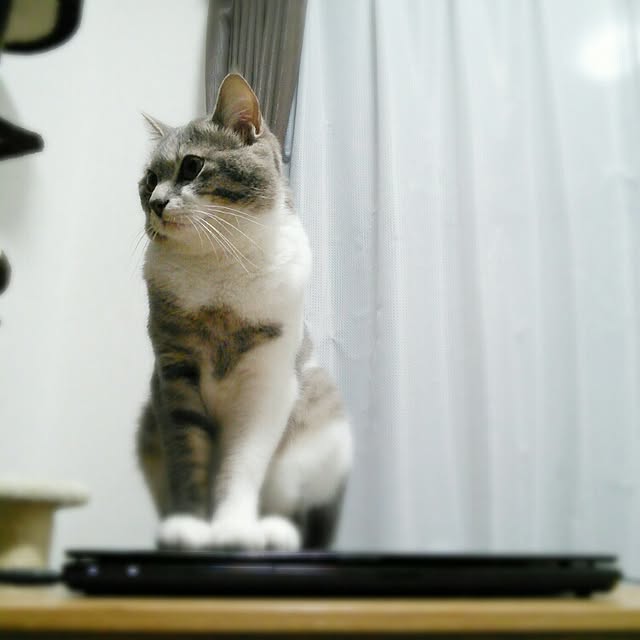 lovepandaさんの実例写真