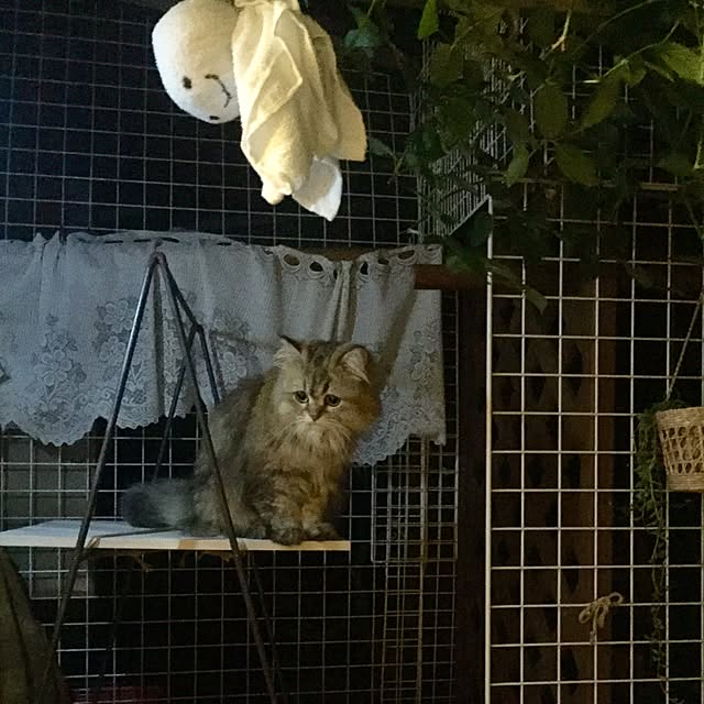 butachanさんの実例写真
