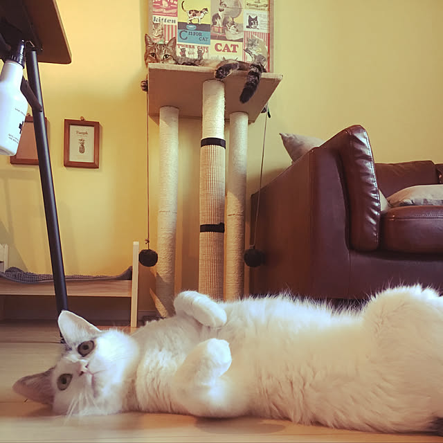 Miechamさんの実例写真