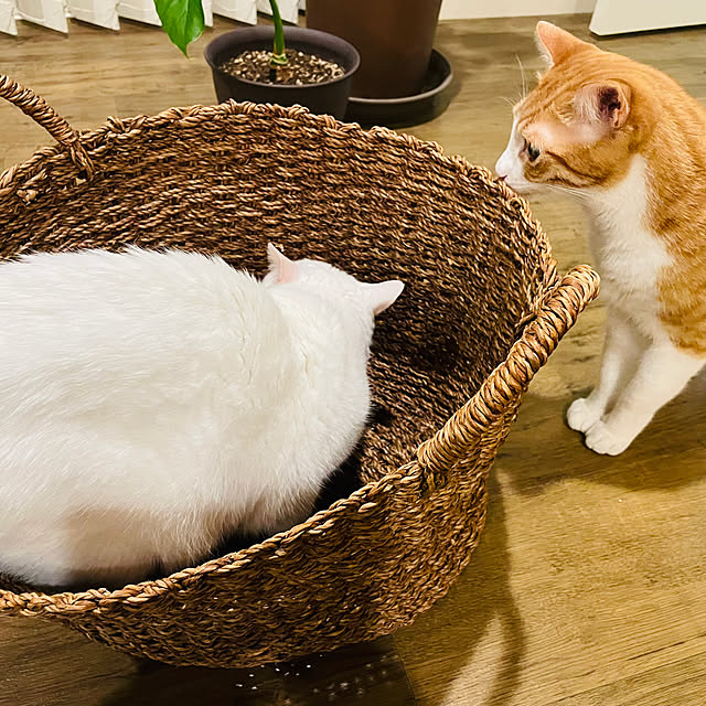 Syuさんの部屋