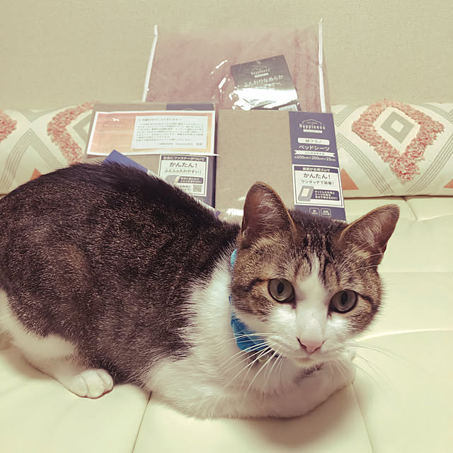 mikenekoさんの実例写真