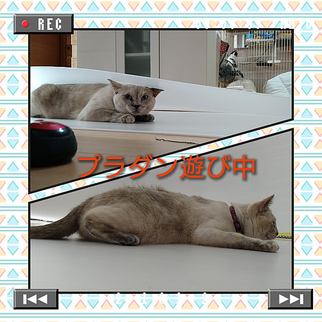 kiyohima229さんの実例写真