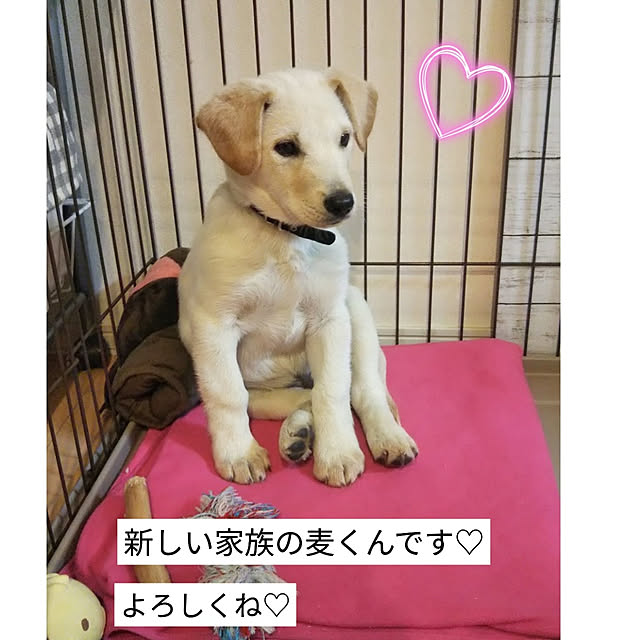 kaoriさんの実例写真
