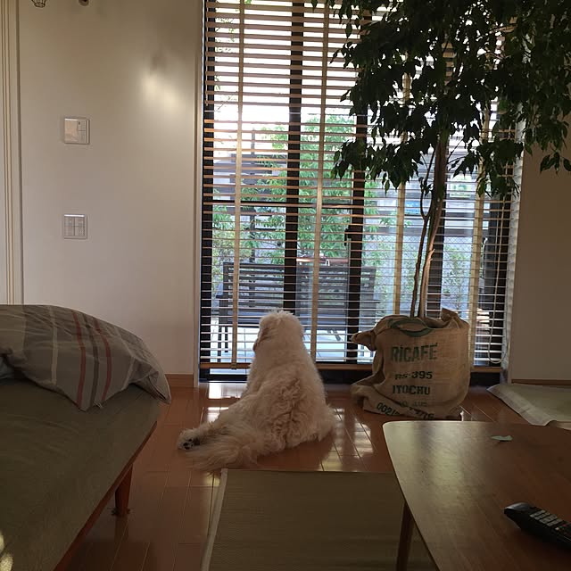 kijikijikoさんの実例写真