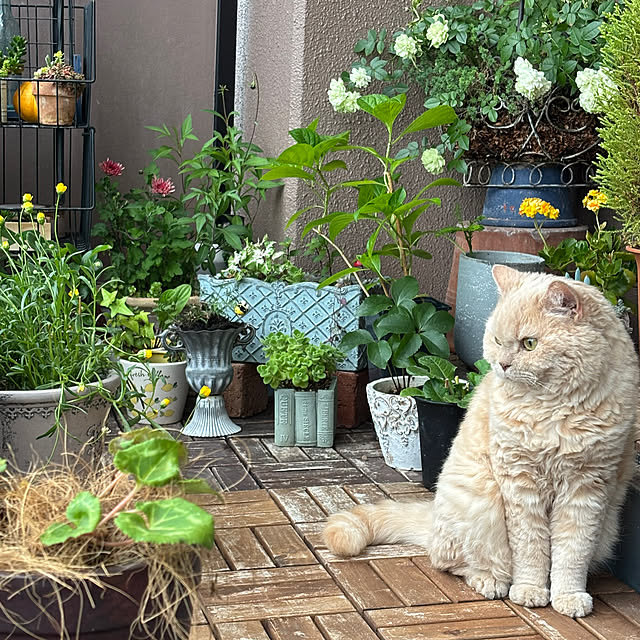 naokoさんの実例写真