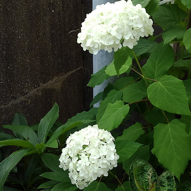 Renさんの実例写真