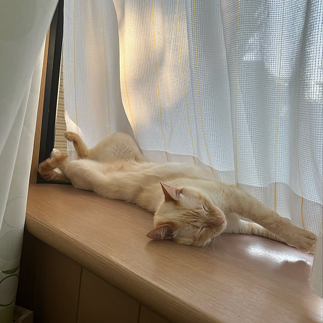 mohhaさんの実例写真