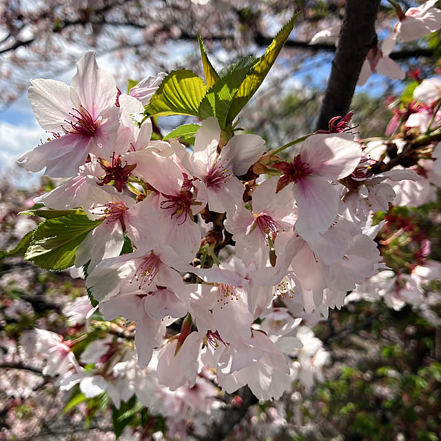 mommyさんの部屋