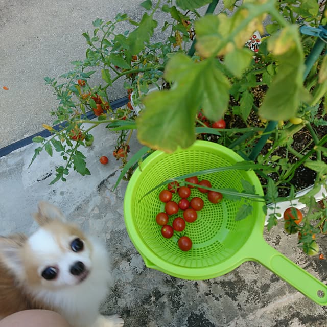 porinさんの実例写真