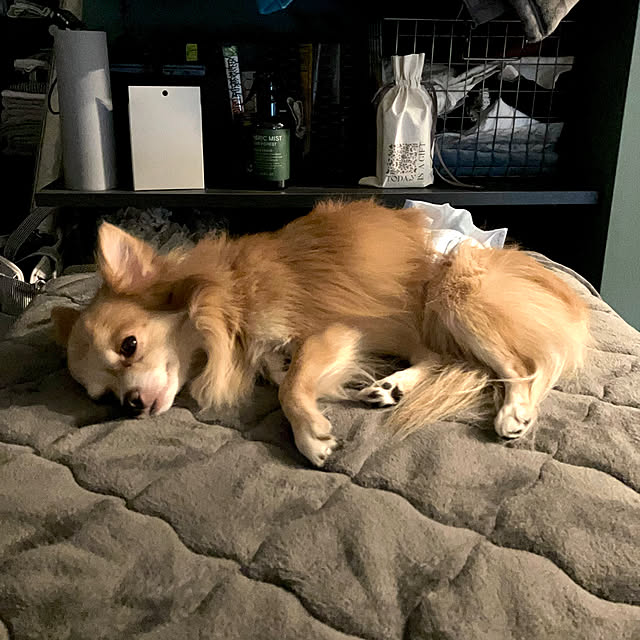 +goさんの実例写真