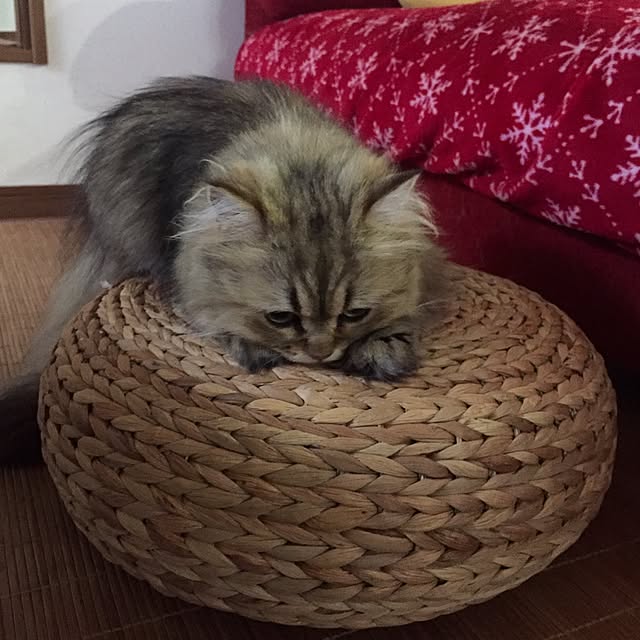 butachanさんの実例写真