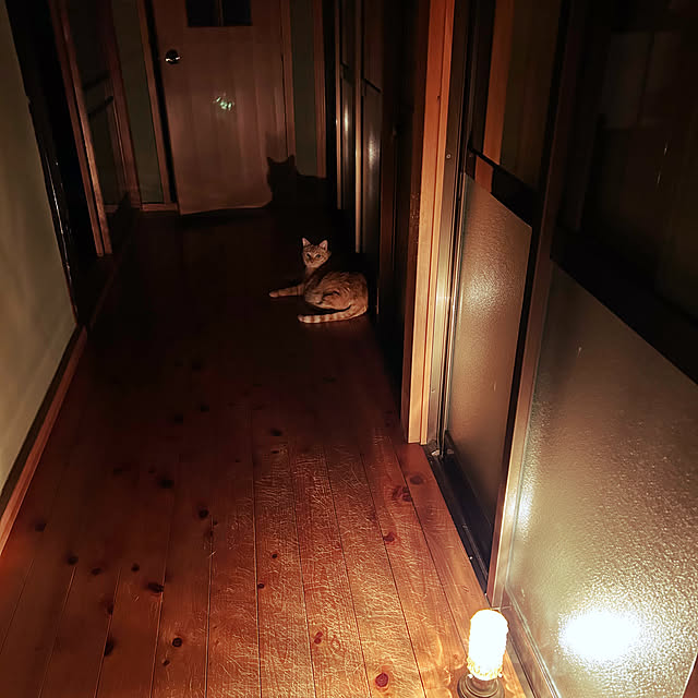 バス/トイレ/いいね＆フォロー恐縮です/ご訪問ありがとうございます/古民家/猫と暮らす...などのインテリア実例 - 2025-04-21 21:06:40